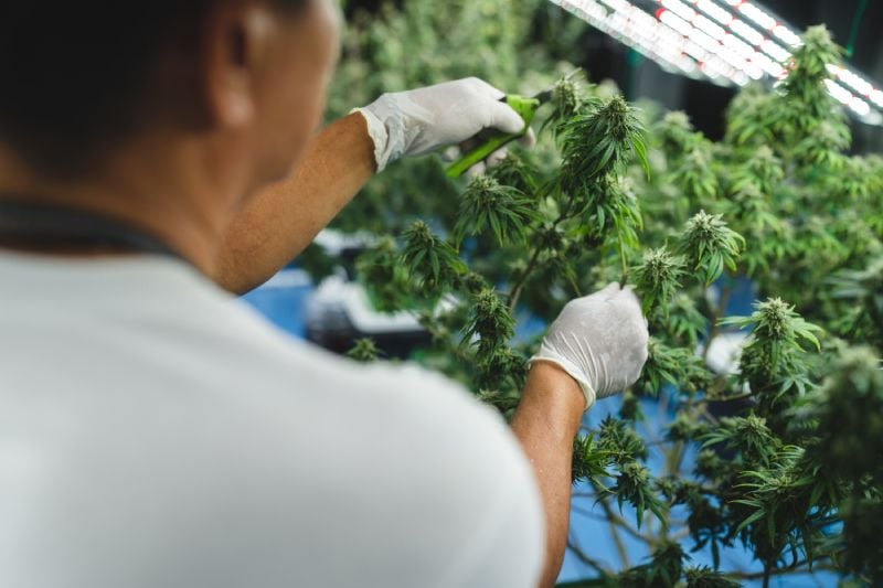 Cannabis Compliance Audit Services: Protecting Your License and Strengthening Your Operations Cannabis Compliance Audit Services: Protecting Your License and Strengthening Your Operations